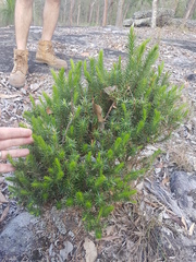 Melichrus adpressus