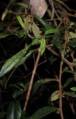Candovia strumosa