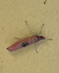 Canuza euspilella