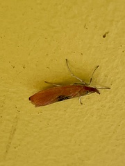 Canuza euspilella