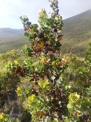 Hakea baxteri