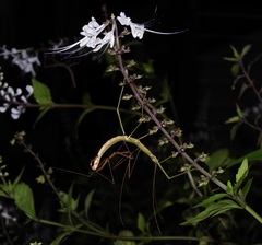 Candovia granulosa