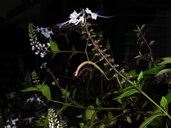 Candovia granulosa