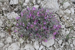 Astragalus barrii