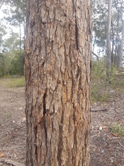 Corymbia trachyphloia