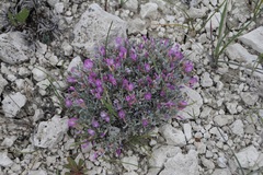 Astragalus barrii