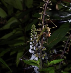 Candovia granulosa