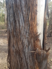 Eucalyptus acmenoides