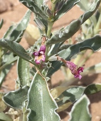 Penstemon albomarginatus