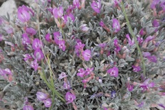 Astragalus barrii