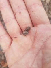 Corymbia trachyphloia