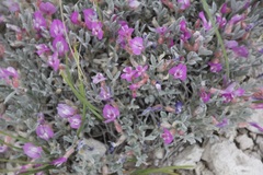 Astragalus barrii