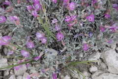 Astragalus barrii