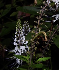 Candovia granulosa