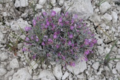 Astragalus barrii