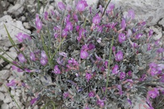 Astragalus barrii
