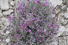Astragalus barrii