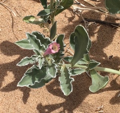 Penstemon albomarginatus