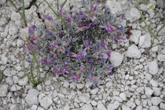 Astragalus barrii