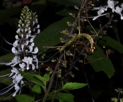 Candovia granulosa