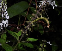 Candovia granulosa