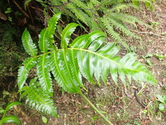 Cyathea horrida