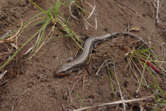 Plestiodon septentrionalis