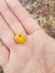 Petalostigma pubescens