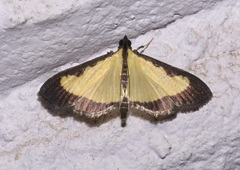Goniorhynchus hampsoni