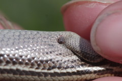 Plestiodon septentrionalis