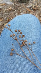 Eucalyptus acmenoides