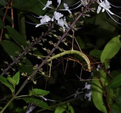 Candovia granulosa