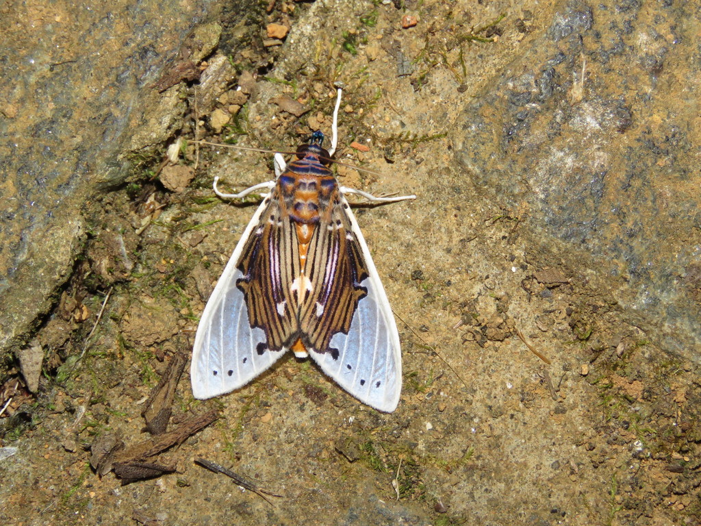 Idalus vitrea