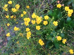 Goodenia brendannarum