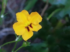 Goodenia brendannarum