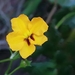 Goodenia brendannarum - Photo (c) bailey_plants, some rights reserved (CC BY-NC), uploaded by bailey_plants