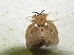 Megalopyge lecca
