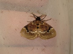 Megalopyge ovata