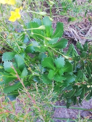 Goodenia brendannarum