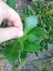 Goodenia brendannarum