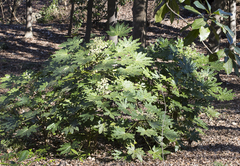 Fatsia japonica