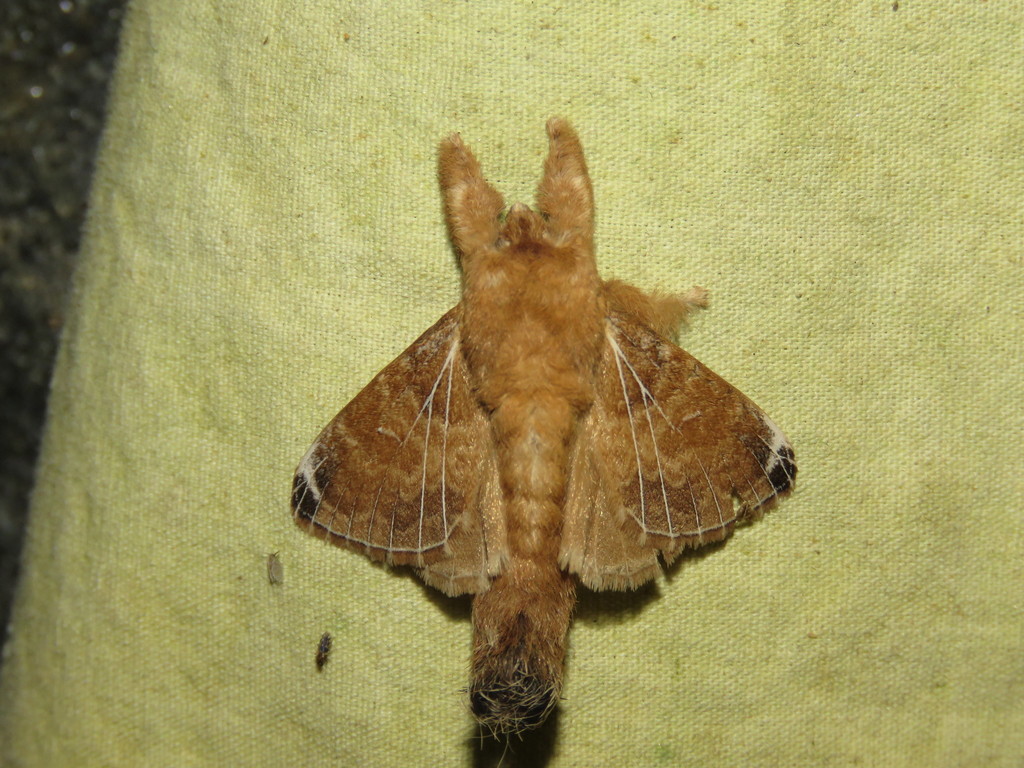 Caeculia hella