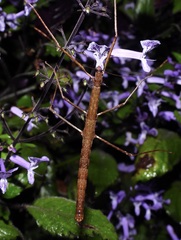 Candovia granulosa