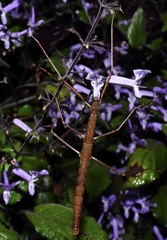 Candovia granulosa