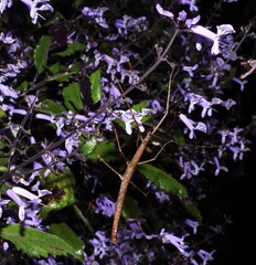 Candovia granulosa