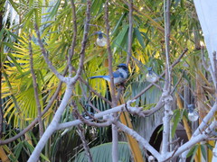 Aphelocoma californica