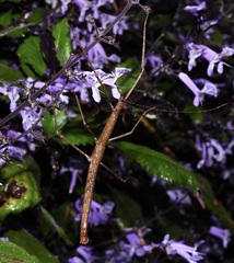 Candovia granulosa