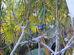 Aphelocoma californica