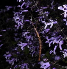 Candovia granulosa