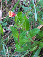 Oenothera epilobiifolia